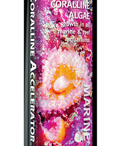 Coralline Accelerator